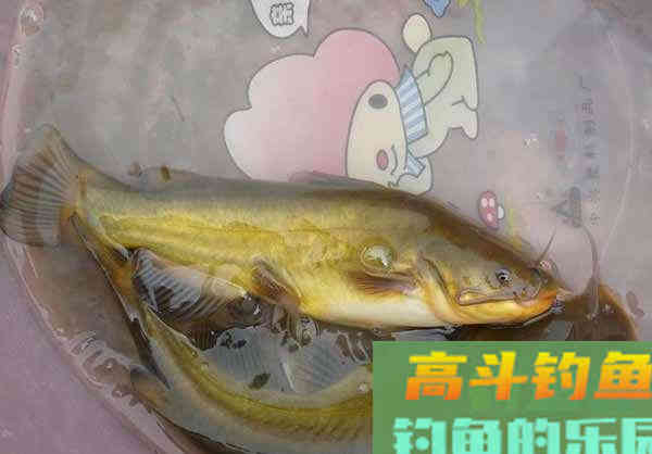 大家都爱钓的黄颡鱼，咬钩死不松嘴，智商堪忧