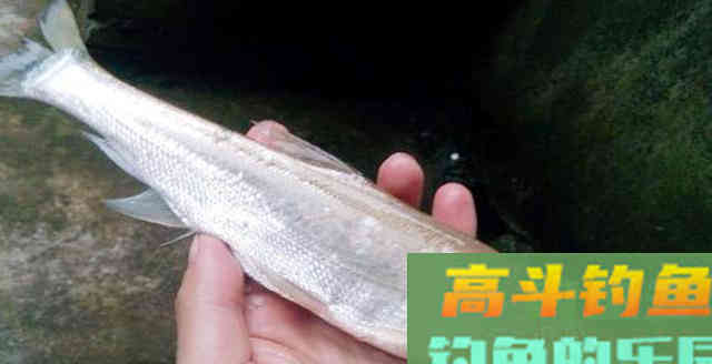 钓不到大翘嘴，不是因为鱼少，而是你不够了解它们的习性