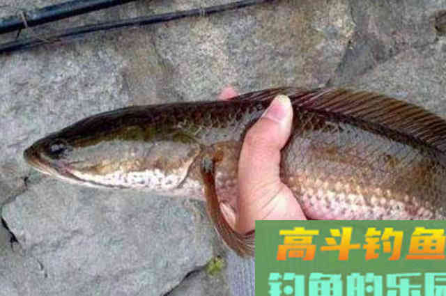 热天一旦换用这钓法，黑鱼接二连三的上