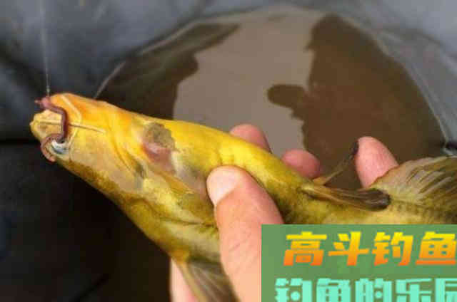 征服黄颡鱼就得用这钓法,暗静浑活荤腥多粗大 征服黄颡鱼就得用这钓法,暗静浑活荤腥多粗大