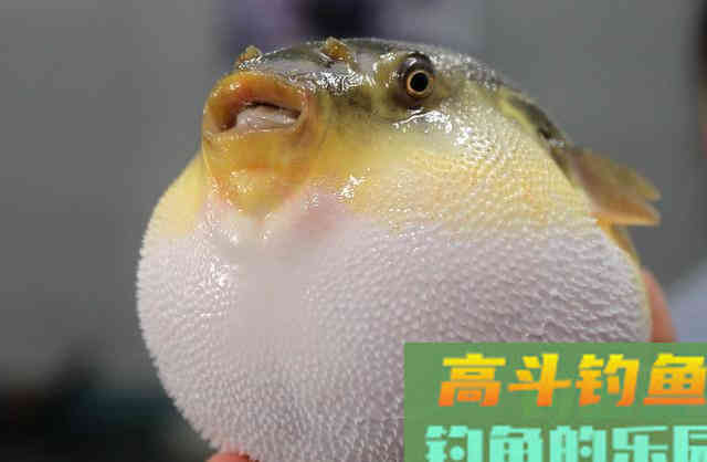 河豚到底是淡水鱼还是海鱼？怎样去垂钓河豚