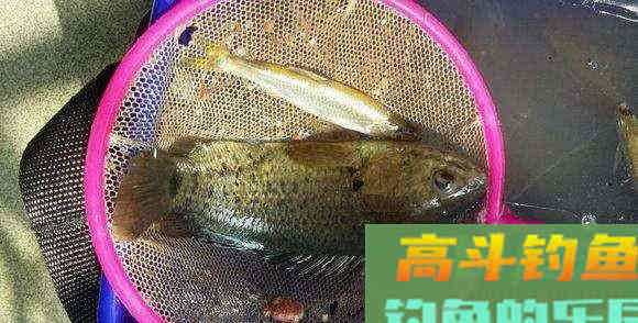 这种小型鲫鱼，能够上岸行走，为什么惹广东钓友厌恶