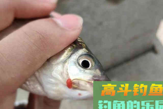 到了冬天,我立马换用这鲫鱼钓法 到了冬天,我立马换用这鲫鱼钓法