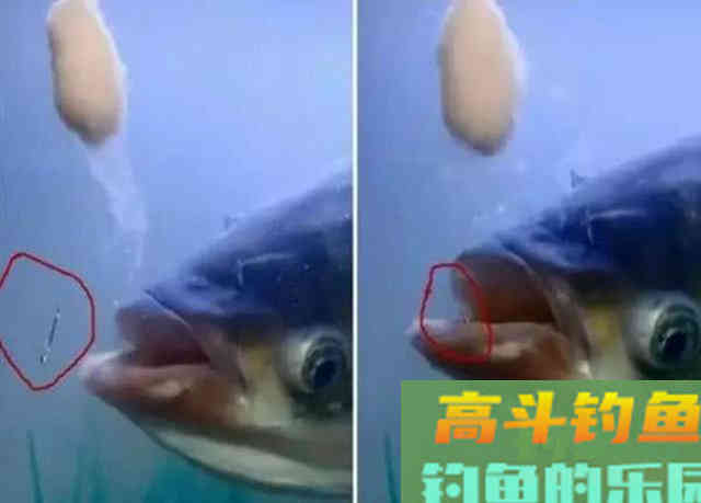 从3个方面掌握手竿钓鲢鳙的技巧，以后越钓越多