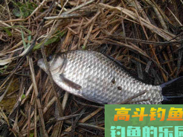 野河沟里钓野生鲫鱼,吃起来却有股煤油味是为什么 野河沟里钓野生鲫鱼,吃起来却有股煤油味是为什么