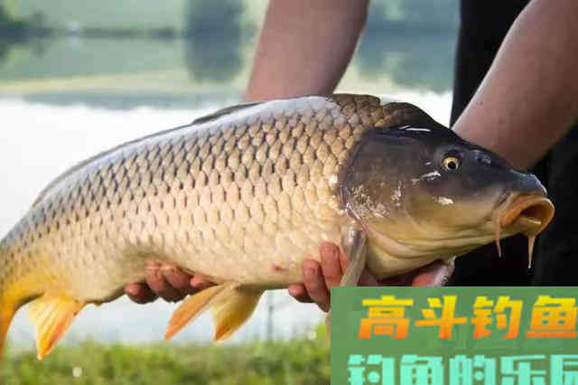 野钓鲤鱼怎么诱鱼？3步让你连杆不断