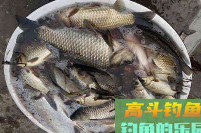 冬天的板鲫特难钓,庆幸老司机透露这几招 冬天的板鲫特难钓,庆幸老司机透露这几招