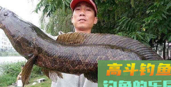雷强黑鱼怎么钓？应该从鱼杆、拟饵、钓点、钓法入手