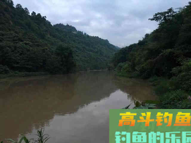 浑水钓黄颡的方法，特有效
