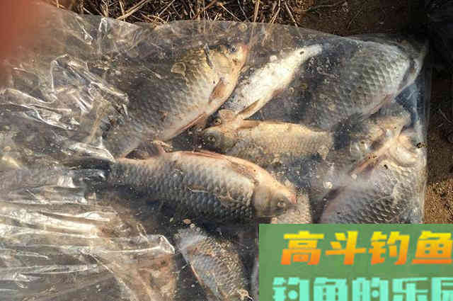 深秋钓鲫鱼，认准这些地方，一准不走空