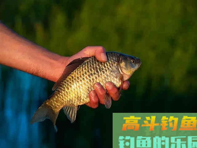 天冷作钓大鲫鱼,注意这些事项 天冷作钓大鲫鱼,注意这些事项