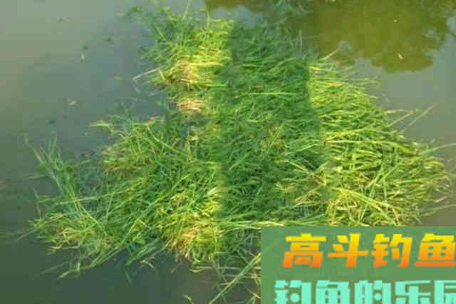 对付草鱼别再一味钓底，试试这种玩法
