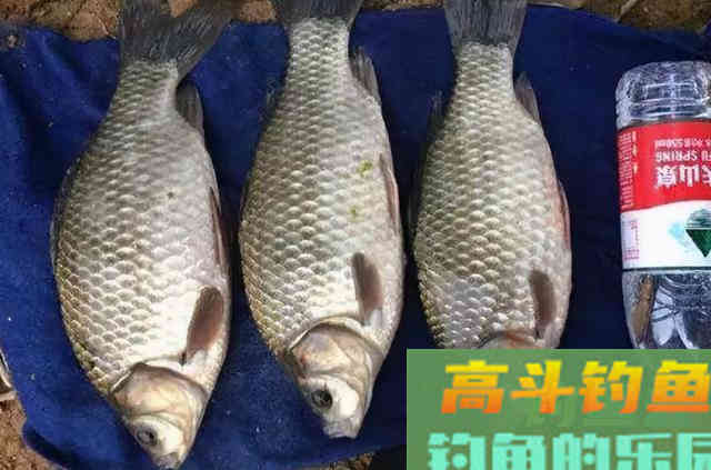 难怪上钩的鲫鱼巴掌大,原来有3大招式 难怪上钩的鲫鱼巴掌大,原来有3大招式