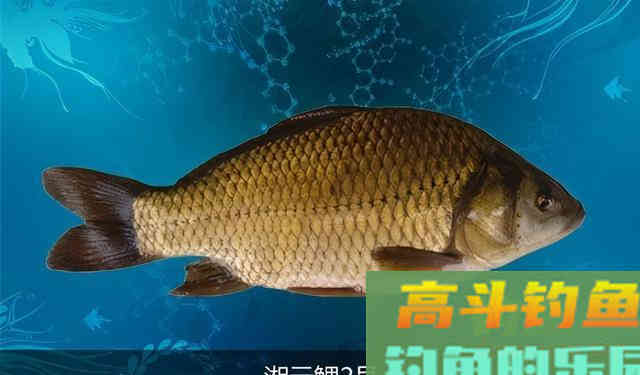 鲫鱼的哭泣!身体被放大,但肉质如嚼蜡 鲫鱼的哭泣!身体被放大,但肉质如嚼蜡