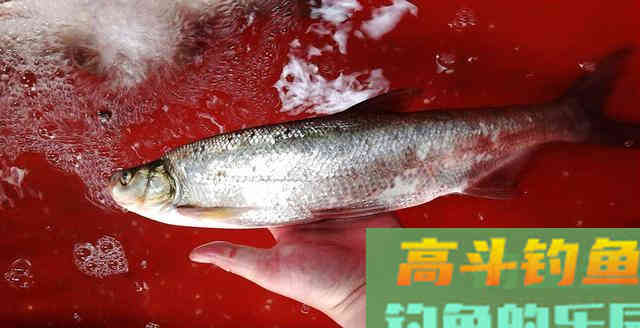 钓不到大翘嘴，不是因为鱼少，而是你不够了解它们的习性