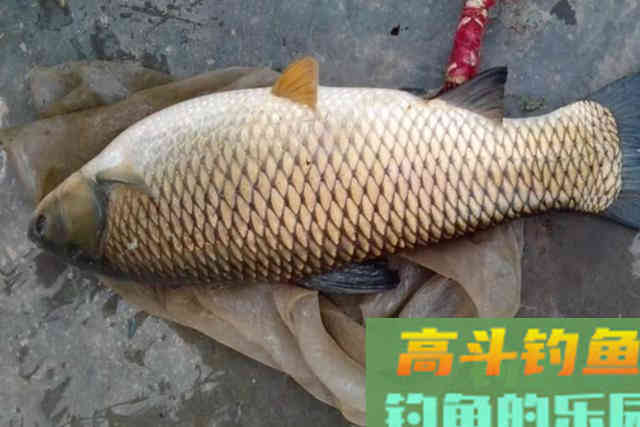 立春过后，还嫌草鱼不好钓？按我说的做