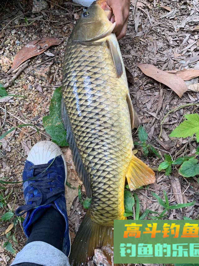 降温后钓鲤鱼的思路,逐渐开始活跃 降温后钓鲤鱼的思路,逐渐开始活跃