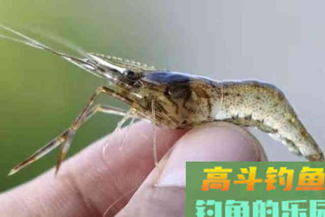 天气热，翘嘴鱼反而不好钓，试用这3招，比钓鲫鲤鱼更过瘾