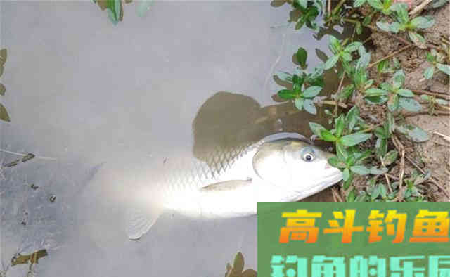 白露之后钓草鱼，注意钓法要变一变