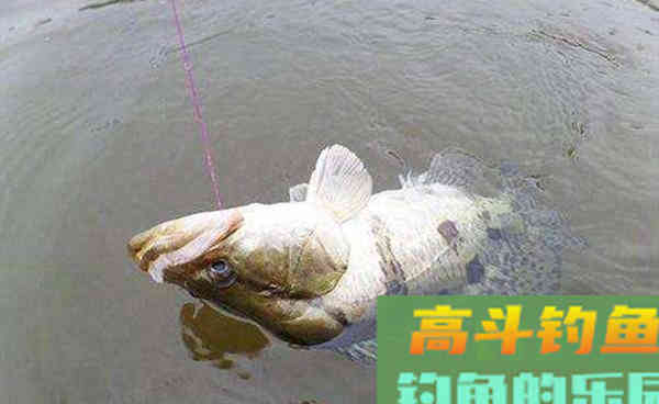 手竿钓鳜鱼,这种钓法很实用,方法简单,效果不一般 手竿钓鳜鱼,这种钓法很实用,方法简单,效果不一般
