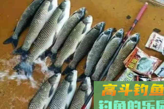 秋天钓草鱼，试试这3招，小心竿子被拉断