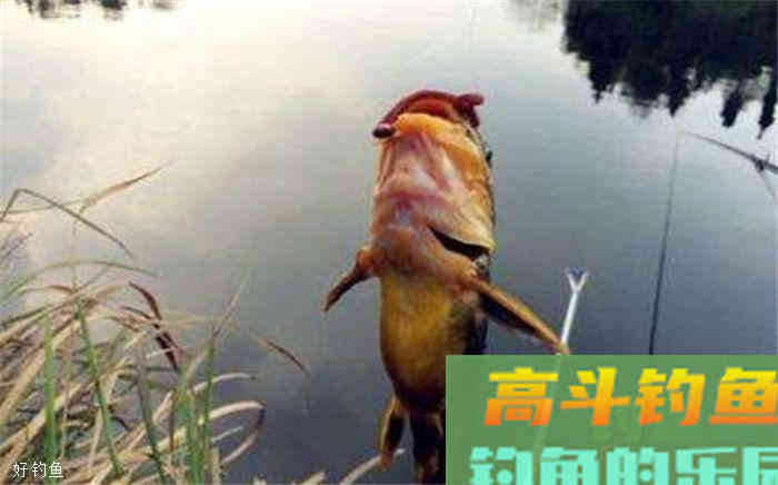 秋季钓黄颡鱼,两个技巧让你满载而归 秋季钓黄颡鱼,两个技巧让你满载而归