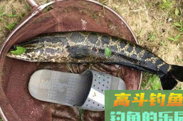 难怪老司机连鲤鱼都不想钓，秋天有这黑鱼钓法
