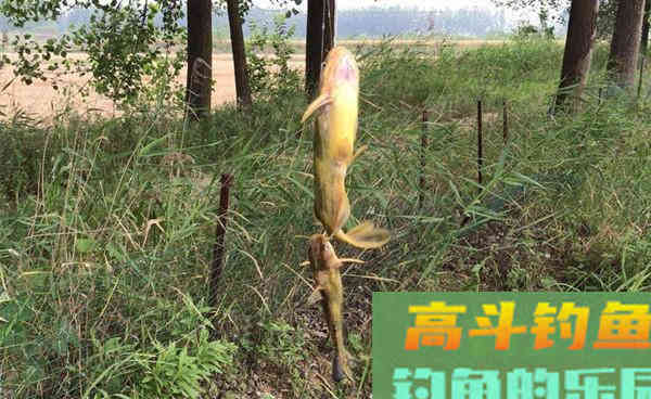 秋季野钓黄颡鱼的钓法,还是这种最给力 秋季野钓黄颡鱼的钓法,还是这种最给力