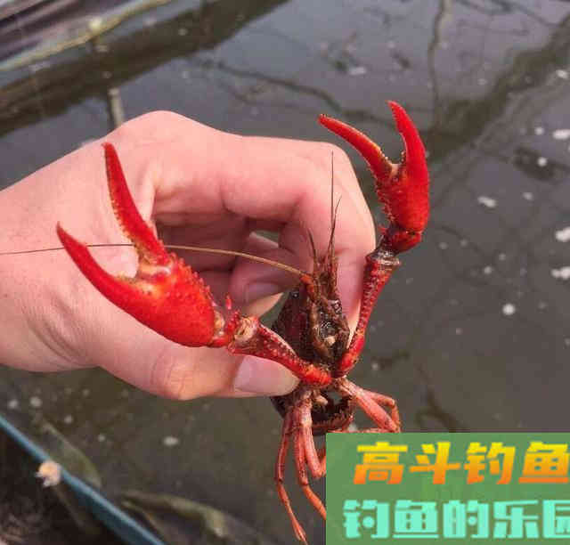 四月份好不好钓龙虾?野钓客告诉你 四月份好不好钓龙虾?野钓客告诉你