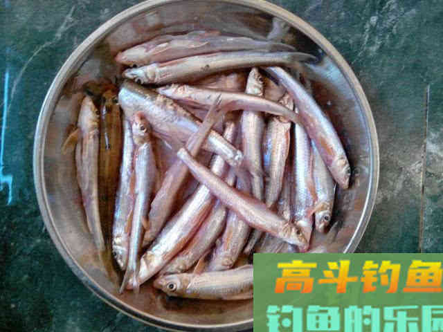 船丁子的钓法介绍，此鱼身长嘴巴小行动迅速