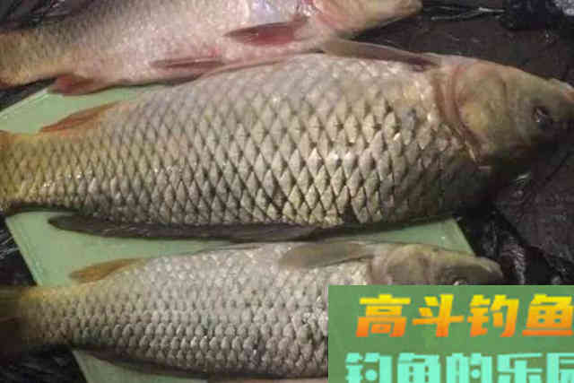 天气热，鲫鲤鱼都藏在这五个地方