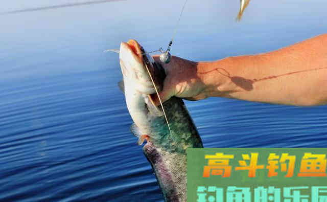 近乎导致野外鲶鱼灭绝的钓法，当下季节凸显奇效