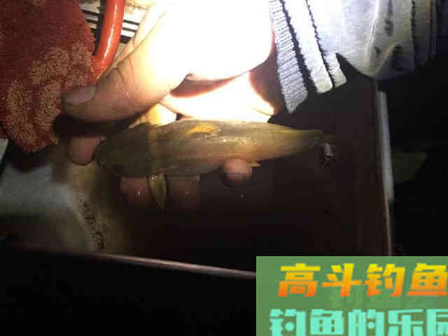 浑水钓黄颡的方法，特有效