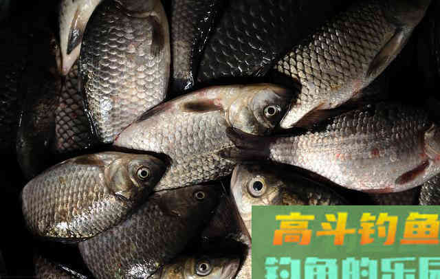 入秋如何钓鲫鱼?老手爆钓30斤的秘诀在这里 入秋如何钓鲫鱼?老手爆钓30斤的秘诀在这里