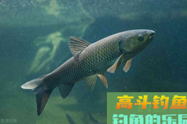 夏钓草鱼全攻略,看懂弄明白,想钓草鱼就是这么简单 夏钓草鱼全攻略,看懂弄明白,想钓草鱼就是这么简单