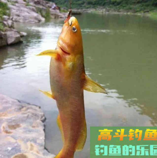 因为长得像,而被人误认为是同一种鱼 因为长得像,而被人误认为是同一种鱼