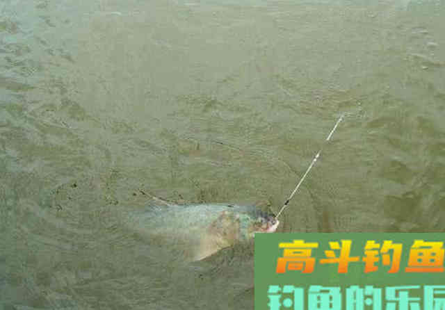 手竿如何垂钓大头鱼,4个方面重点就是饵要轻雾化好 手竿如何垂钓大头鱼,4个方面重点就是饵要轻雾化好