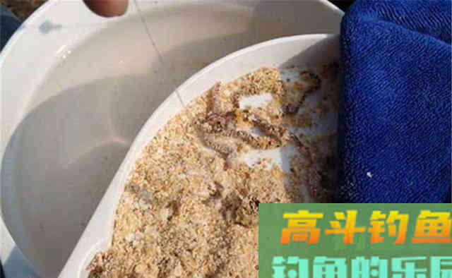 初冬钓鲫鱼,好用的虫饵有这3种 初冬钓鲫鱼,好用的虫饵有这3种