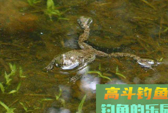 钓鲶鱼的四种动物荤饵,的实用技巧 钓鲶鱼的四种动物荤饵,的实用技巧