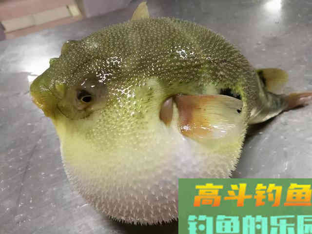 河豚到底能不能钓，得搞明白河豚是淡水鱼还是咸水鱼