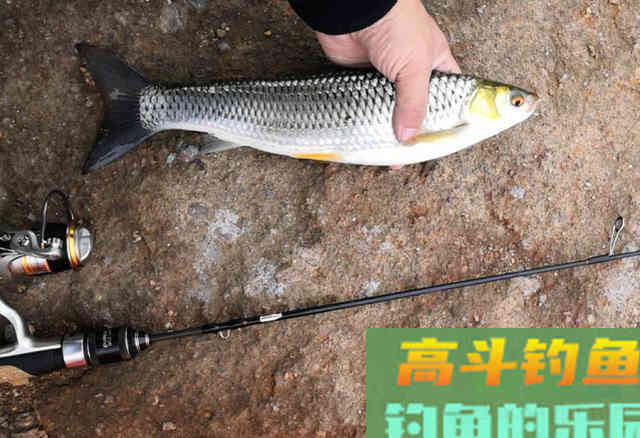 赤眼鳟的钓法与技巧，此鱼眼睛上长有红斑，酷似草鱼