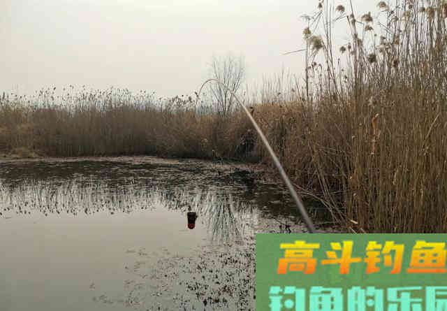 小鲫鱼连杆钓,大鲫鱼不见影?找到原因对症下药才能钓过瘾 小鲫鱼连杆钓,大鲫鱼不见影?找到原因对症下药才能钓过瘾