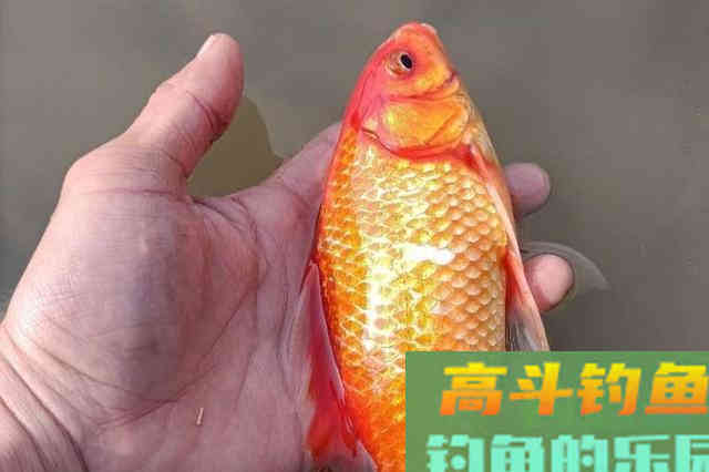 天气太冷，鲫鱼就难钓了？果断换用这3招