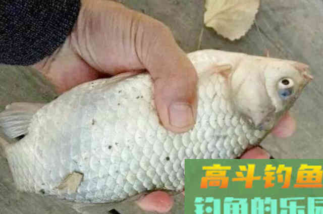 秋钓鲫鱼的过程中,需要钓友掌握的3种钓法手段 秋钓鲫鱼的过程中,需要钓友掌握的3种钓法手段