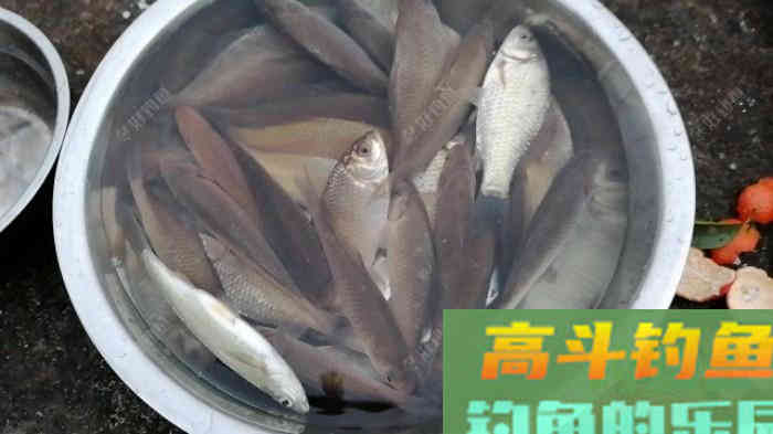春季野钓鲫鱼的4个技巧分享,新手必看,让你更好的钓鱼 春季野钓鲫鱼的4个技巧分享,新手必看,让你更好的钓鱼