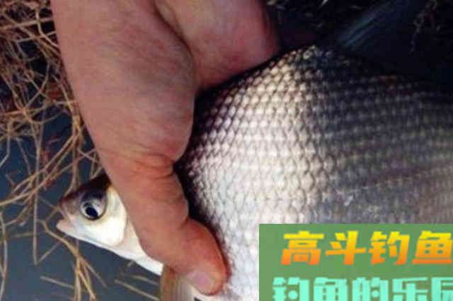 立秋过后,只要我用这鳊鱼钓法就爆护 立秋过后,只要我用这鳊鱼钓法就爆护