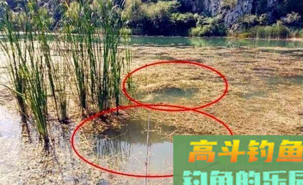 七星漂线组搭配和调漂技巧，冬钓大鲫鱼的狠招数