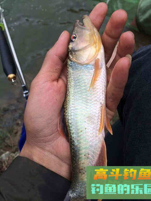 马口鱼怎么钓?比如蚂蟥钓法、苍蝇钓法、虾饵钓法等 马口鱼怎么钓?比如蚂蟥钓法、苍蝇钓法、虾饵钓法等