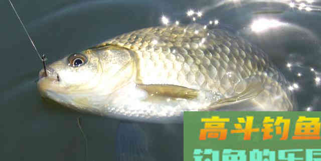 为何春季鲫鱼又大又多，夏季又少又小？钓大板鲫并不难