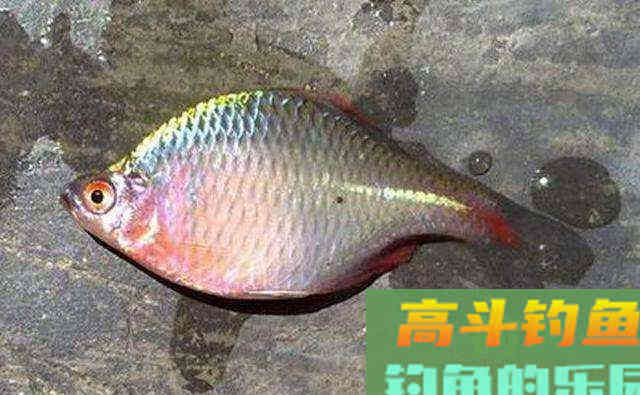 曾经无人问津的鳑鲏鱼，为何摇身一变成精灵